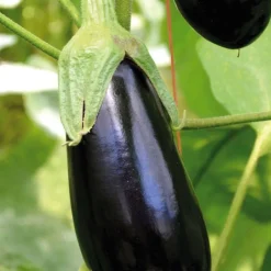 New BOTANIC® Aubergine Longue Baluroi F1 Bio. La barquette de 3 plants