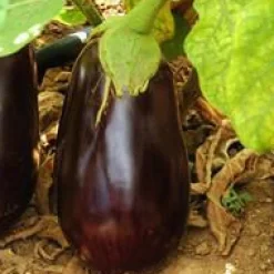 Aubergine Ronde Bio. Le pot de 10,5 cm