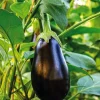New BOTANIC® Aubergine Ronde Bonica Bio. La barquette de 3 plants