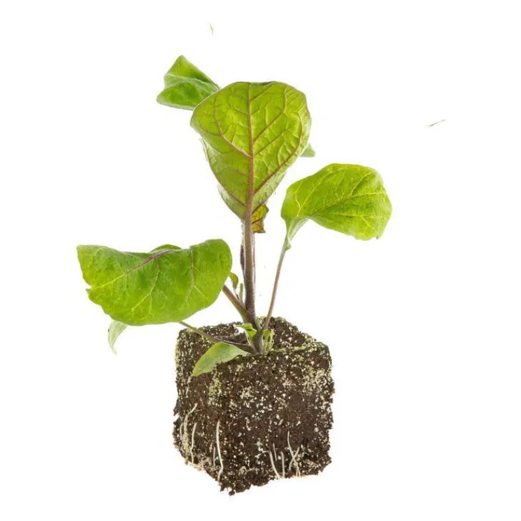 New BOTANIC® Aubergine Ronde Bonica Bio. La motte de 7x7 cm