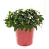 Best BOTANIC® Azalée christine avec cache-pot. Le pot de 13 cm
