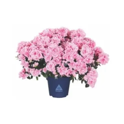 Online BOTANIC® Azalée collection. Le pot de 15 cm