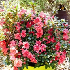 New Azalée Encore Princess rose. Le pot de 4 litres