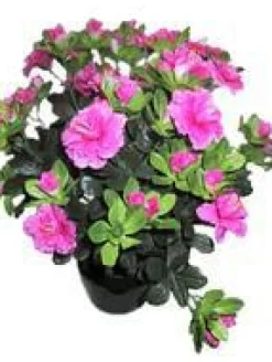 Clearance BOTANIC® Azalée sachsenstern. Le pot de 15 cm