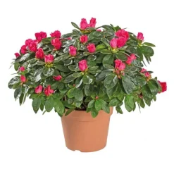 Sale BOTANIC® Azalée tardive. Le pot de 14 cm