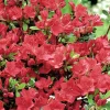 New BOTANIC® Azalea japonica johanna rouge en pot de 5 L
