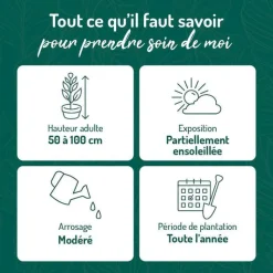 New BOTANIC® Azalea japonica vuyks scarlet rouge en pot de 5 L