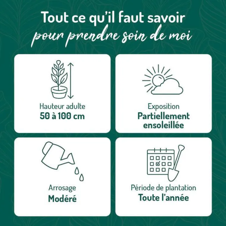 New BOTANIC® Azalea japonica vuyks scarlet rouge en pot de 5 L