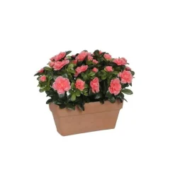 Sale Azalea pêche artificielle en jardinière Terra 27,5x13x33 cm