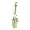 Outlet BOTANIC® Baie De Goji Bio. Le pot de 2 litres
