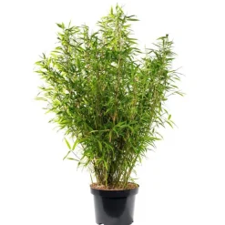 Online Bambou Fargesia Angustissima. Le pot de 24 litres