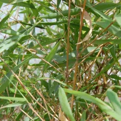 Discount Bambou Fargesia Asian Wonder 5L