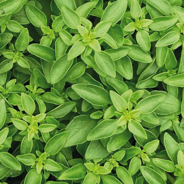 New BOTANIC® Basilic Fin Vert Bio. Le pot de 2,5 litres