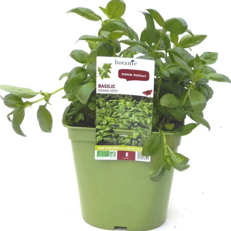 New BOTANIC® Basilic Fin Vert Bio. Le pot de 2,5 litres