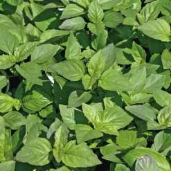 Discount BOTANIC® Basilic Marseillais Bio. Le pot de 1 litre