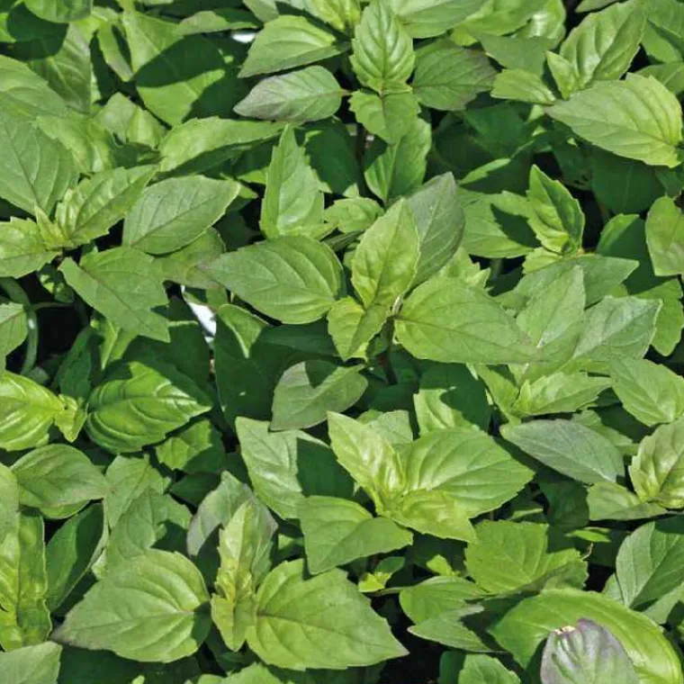 Discount BOTANIC® Basilic Marseillais Bio. Le pot de 1 litre