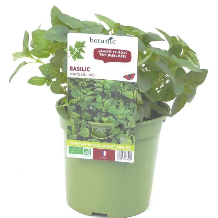 Discount BOTANIC® Basilic Marseillais Bio. Le pot de 1 litre