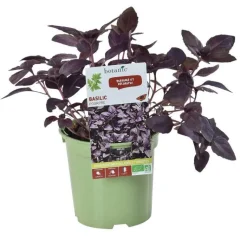 Sale BOTANIC® Basilic Pourpre Bio. Le pot de 1 litre