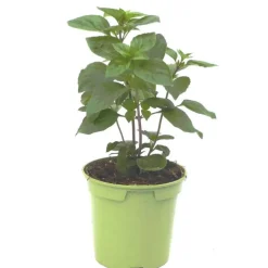 Discount BOTANIC® Basilic Thai Bio. Le pot de 1 litre