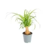 Clearance Beaucarnea coupe Ø14xH35/40 cm
