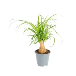 Best Beaucarnea pot Ø12xH30 cm