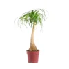 Discount Beaucarnea pot Ø26xH110 cm