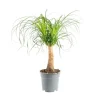 Beaucarnea pot Ø17xH50 cm