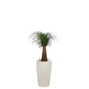 New Beaucarnea tronc droit et son pot Rondo premium Ø 32 blanc
