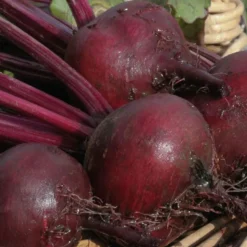 Best BOTANIC® Betterave Rouge Bolivar Bio. La barquette de 6 plants