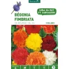 BOTANIC® Bégonia Fimbriata en mélange - 3 bulbes