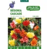 Clearance BOTANIC® Bégonia Pendula en mélange - 3 bulbes