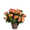 EDELMAN Bégonia saumon artificiel en pot gris - Ø 36 x H 37 cm