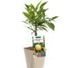 New BOTANIC® Bigaradier Bio. Le pot de 3 litres