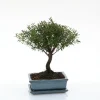 Best BOTANIC® Bonsaï Syzygium avec pot et soucoupe - Taille 3,2