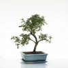 Outlet BOTANIC® Bonsaï Zelkova avec pot et soucoupe - Taille 3,2