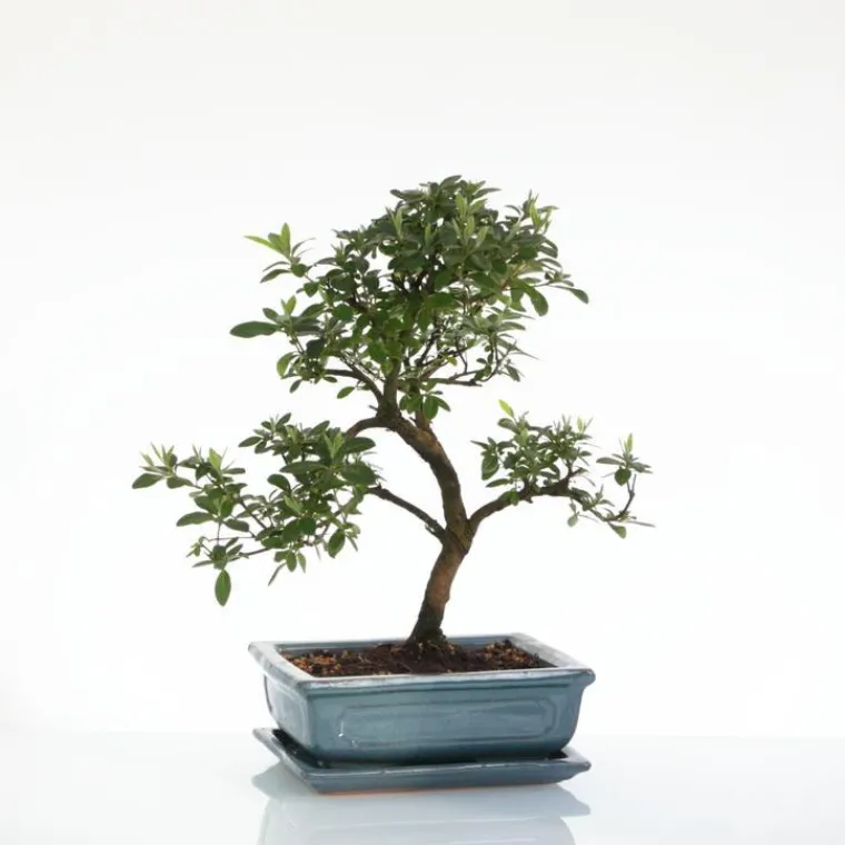 Outlet BOTANIC® Bonsaï Zelkova avec pot et soucoupe - Taille 3,2