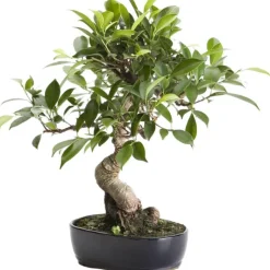 Sale BOTANIC® Bonsaï varié rempoté