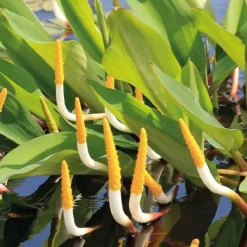 Sale BOTANIC® Bougie d’eau godet 9x9 cm