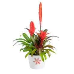 Sale BOTANIC® Bromelaciée en coupe Ø 16 cm