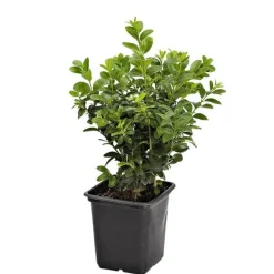 Outlet Buis (BUXUS MICRO. FAULKNER) Le godet