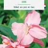 Sale BOTANIC® Bulbe de fleurs Canna Gnom - 1 bulbe
