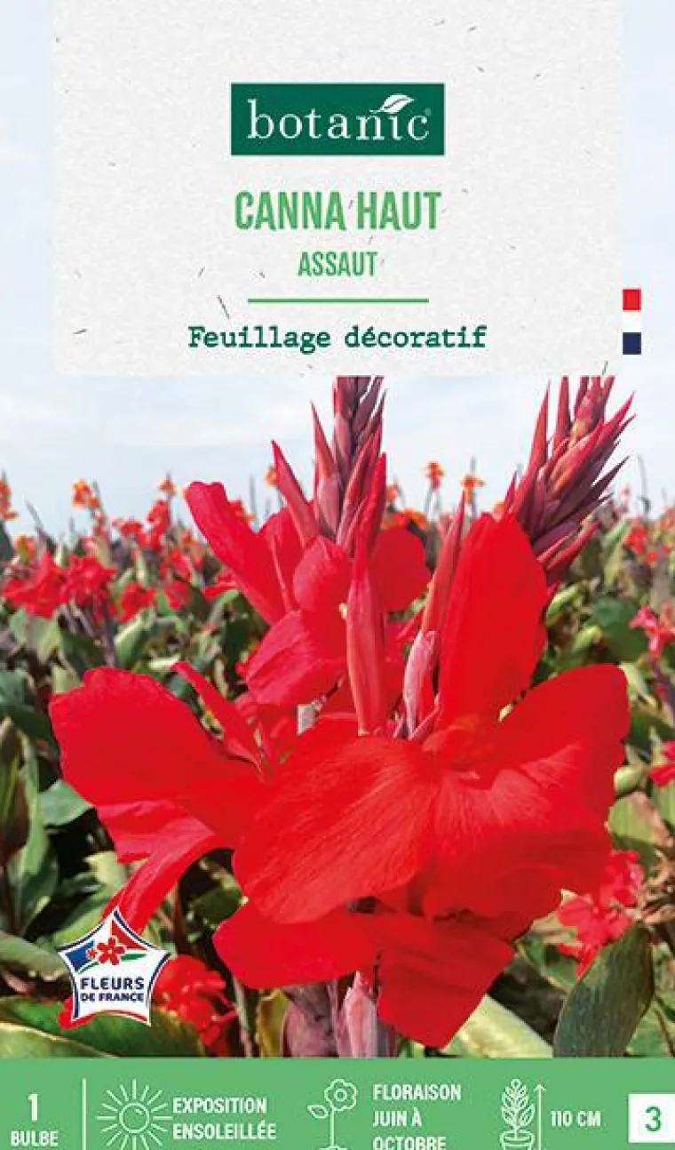 Online BOTANIC® Bulbe de fleurs Canna Haut Assaut - 1 bulbe