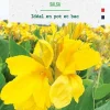 Clearance BOTANIC® Bulbe de fleurs Canna nain Salsa - 1 bulbe