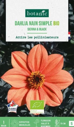 Hot BOTANIC® Bulbe de fleurs Dahlia nain simple Sienna & Black bio - 1 bulbe