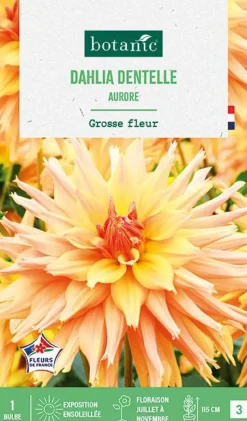 Discount BOTANIC® Bulbe de fleurs Dalhia cactus Aurore - 1 bulbe
