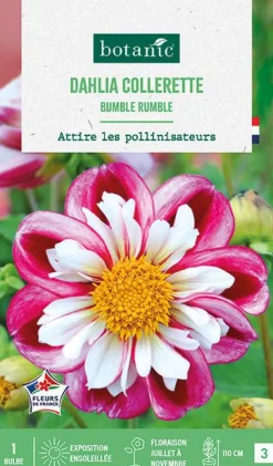 Outlet BOTANIC® Bulbe de fleurs Dalhia collerette Bumble Rumble - 1 bulbe