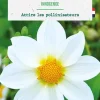 Clearance BOTANIC® Bulbe de fleurs Dalhia nain simple Innocence - 1 bulbe