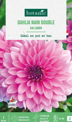 Hot BOTANIC® Bulbe de fleurs Dalhia nain double Gai luron - 1 bulbe