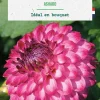Best BOTANIC® Bulbe de fleurs Dalhia pompon Ashado - 1 bulbe