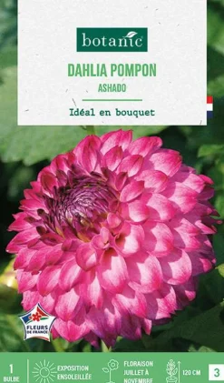 Best BOTANIC® Bulbe de fleurs Dalhia pompon Ashado - 1 bulbe